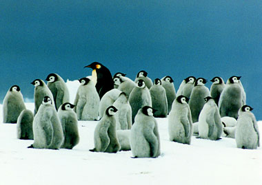 Tikai Pingvīniem!!!